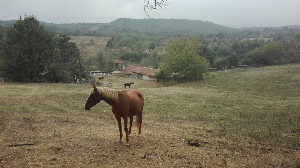 Ecopark Elena Bagian luar foto