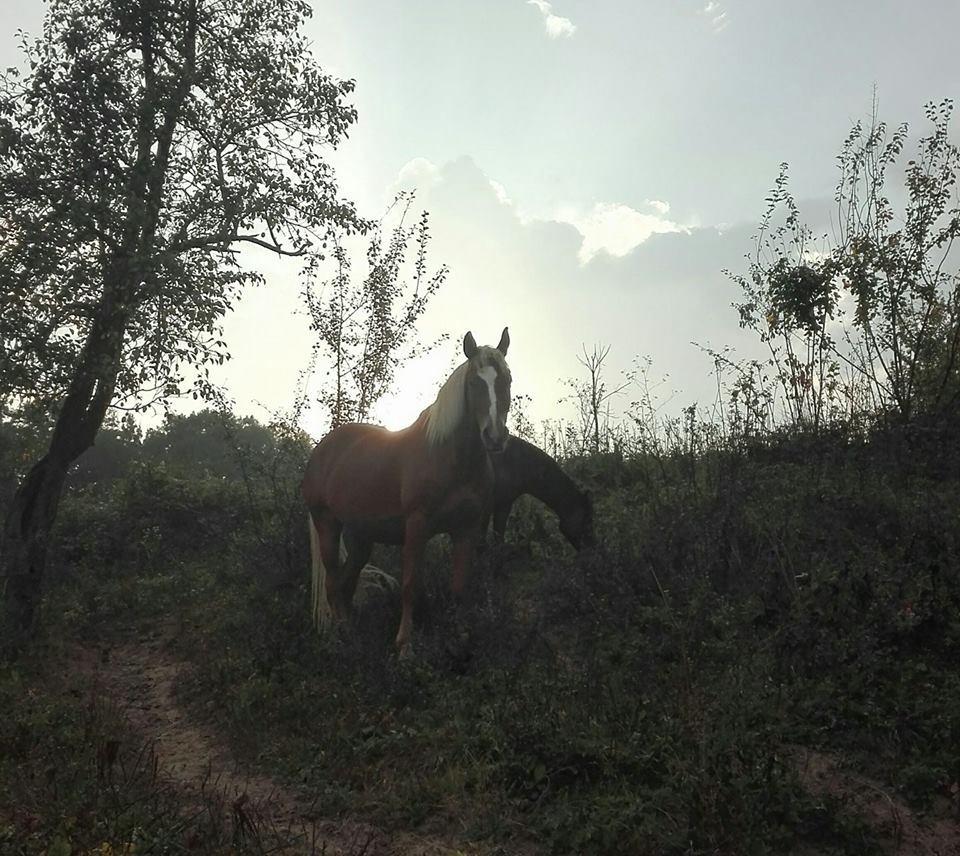 Ecopark Elena Bagian luar foto